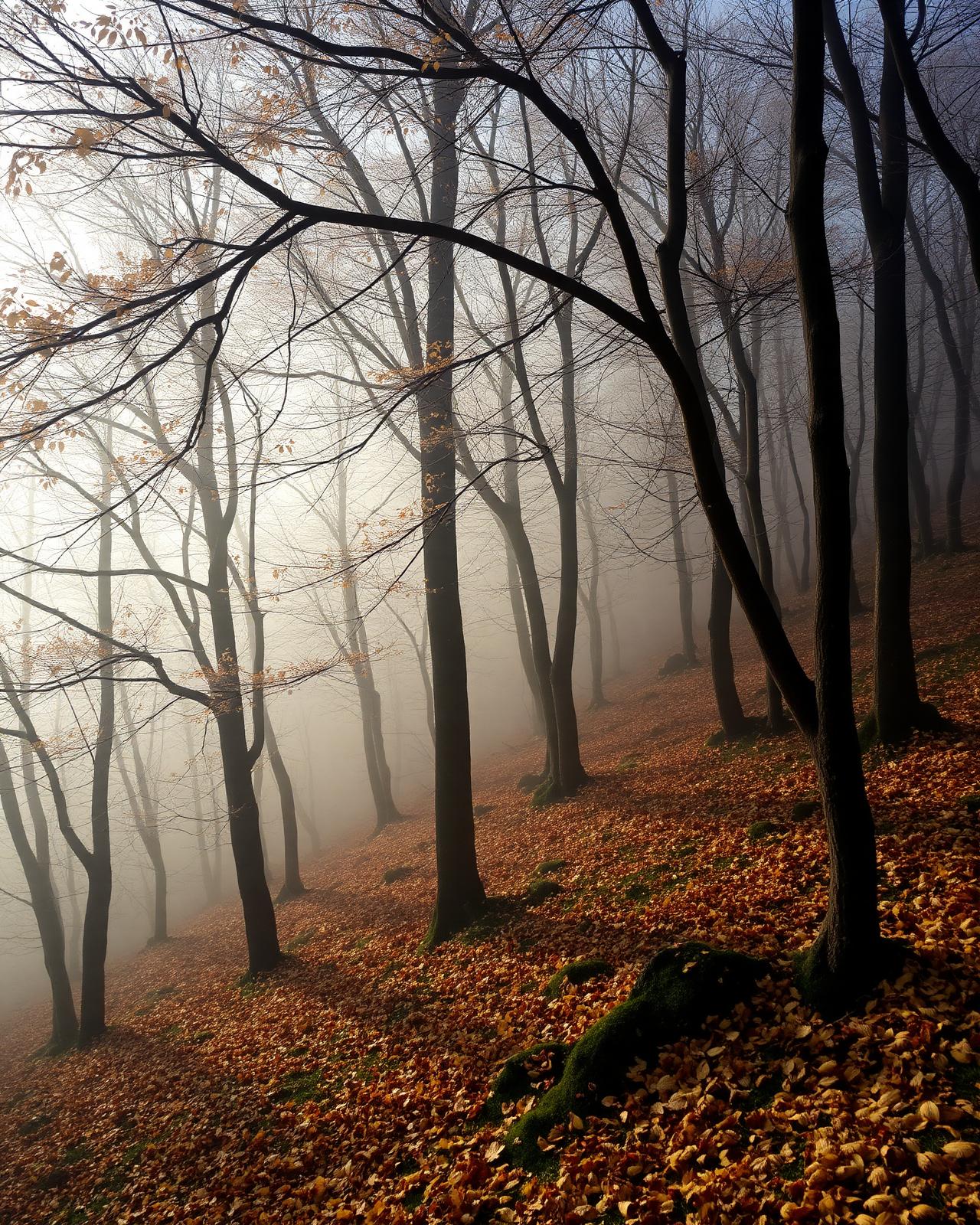 Golestan Hyrcanian forest